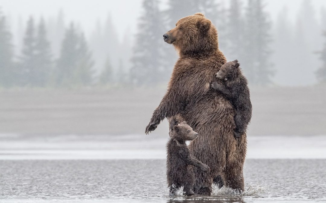 What’s the Difference Between Grizzly Bears and Brown Bears?
