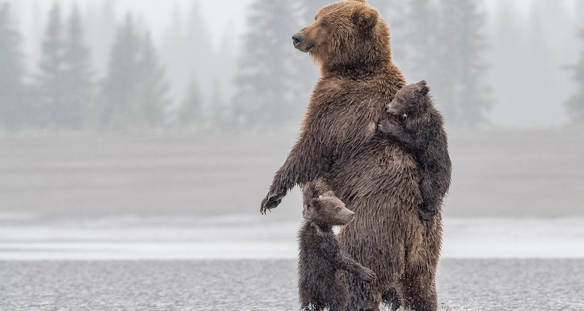 What’s the Difference Between Grizzly Bears and Brown Bears?