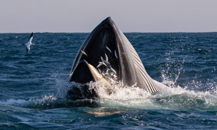 Wildlife Photo of the Week: Whale Feasting on Sardines