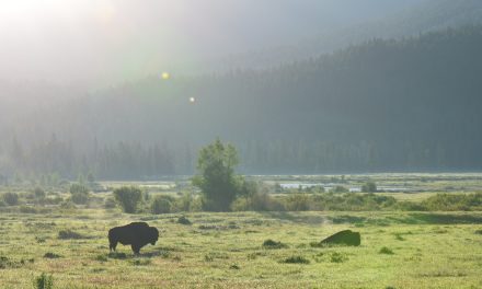 The Wonder of Wolf Watching