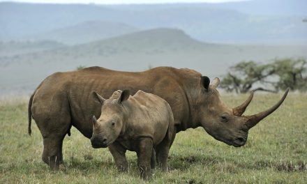 New Study Shows Wildlife Tourism Worth Five Times More Than Poaching