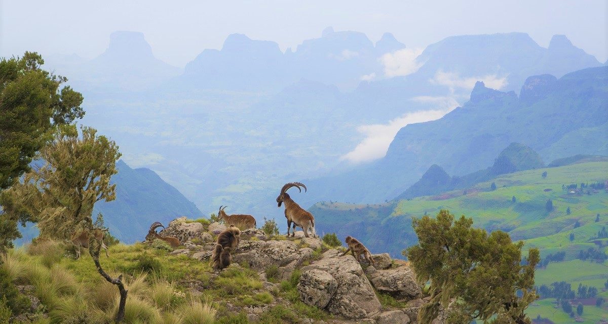 Ethiopia Plants 350 Million Trees in a Day: Shatters World Record