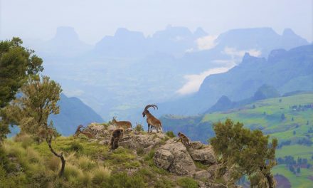 Ethiopia Plants 350 Million Trees in a Day: Shatters World Record