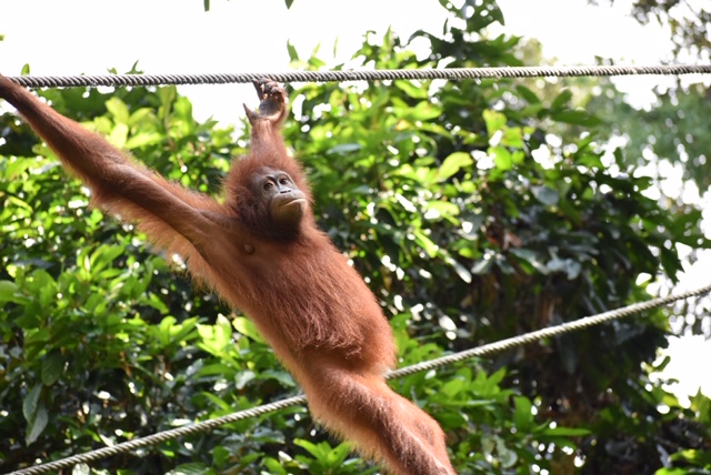Why Exploring Borneo Changed My Life