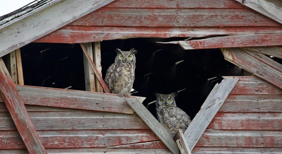 Wildlife Photo of the Week: Home Sweet Home