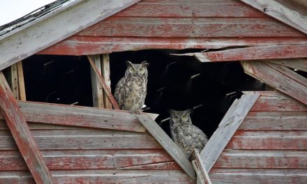 Wildlife Photo of the Week: Home Sweet Home
