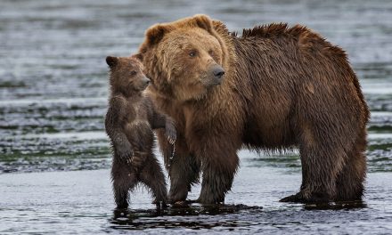 Wildlife Photo of the Week: Mother and Child