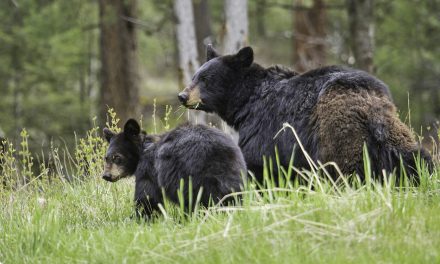 National Parks Are Warming Faster Than the Rest of the U.S.