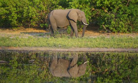 The Footsteps of Large Animals Fill Landscapes with Life