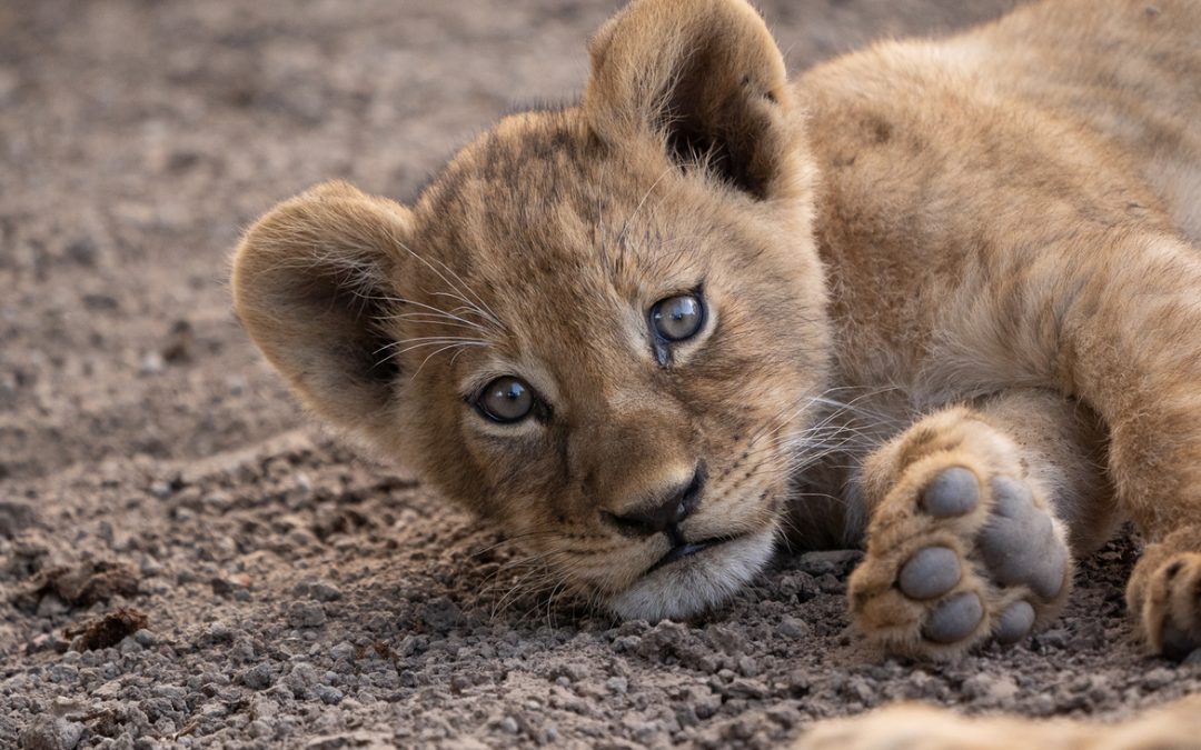 Wildlife Photo of the Week: Cuddly Lion Cub