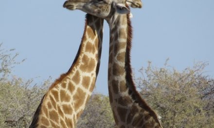 Wildlife Photo of the Week: Friends or Foe