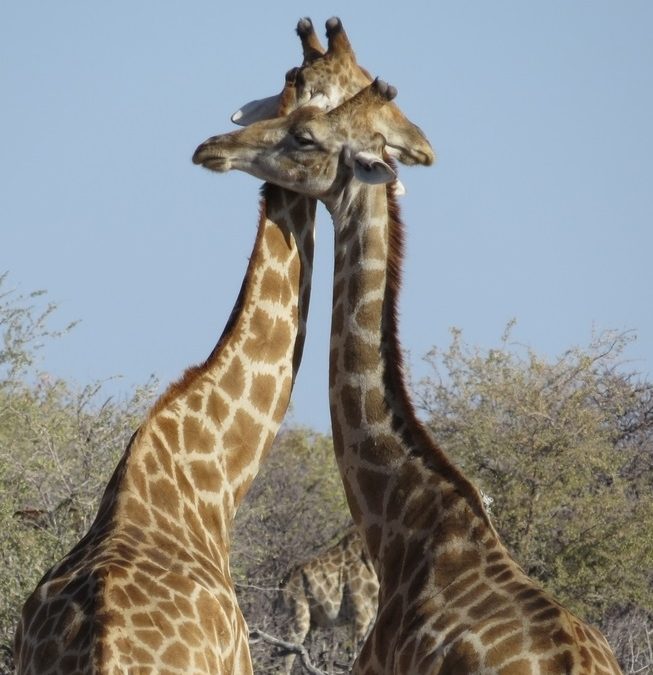 Wildlife Photo of the Week: Friends or Foe