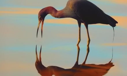 Wildlife Photo of the Week: Hey There!