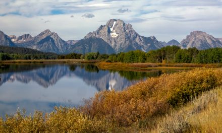 Grand Teton National Park Photo-Essay: from Marmots to Moose and Pikas to Pronghorn