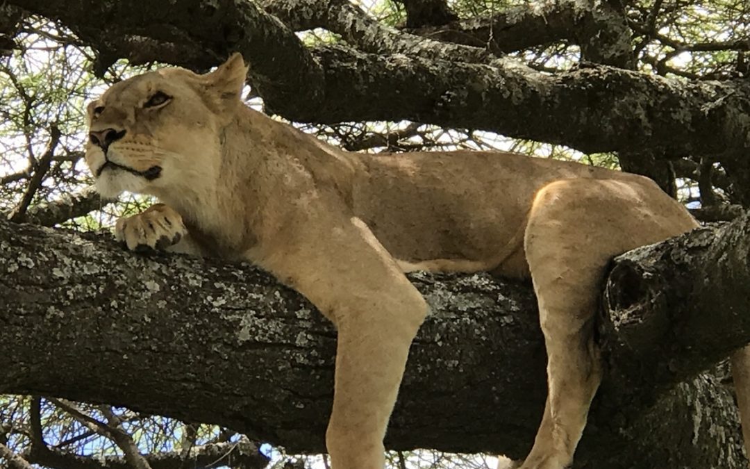 Wildlife Photo of the Week: Lazy Day