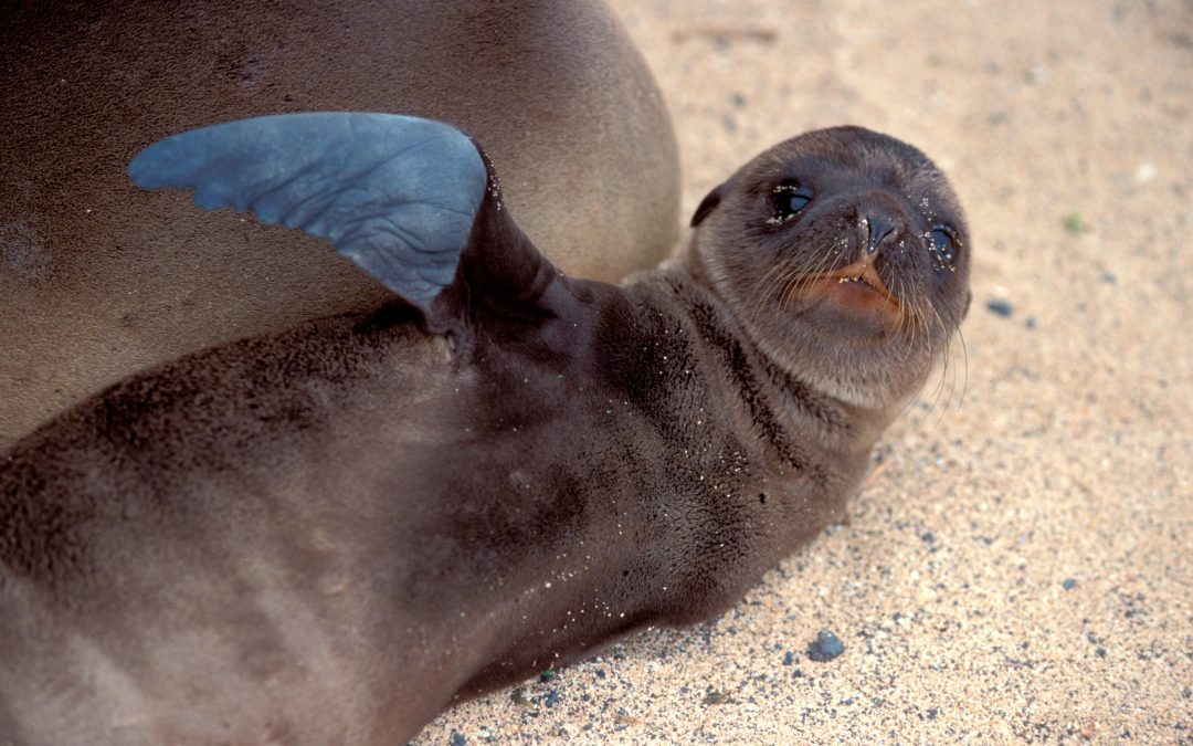 Watch: WWF’s VP of Ocean Conservation discuss the Galapagos