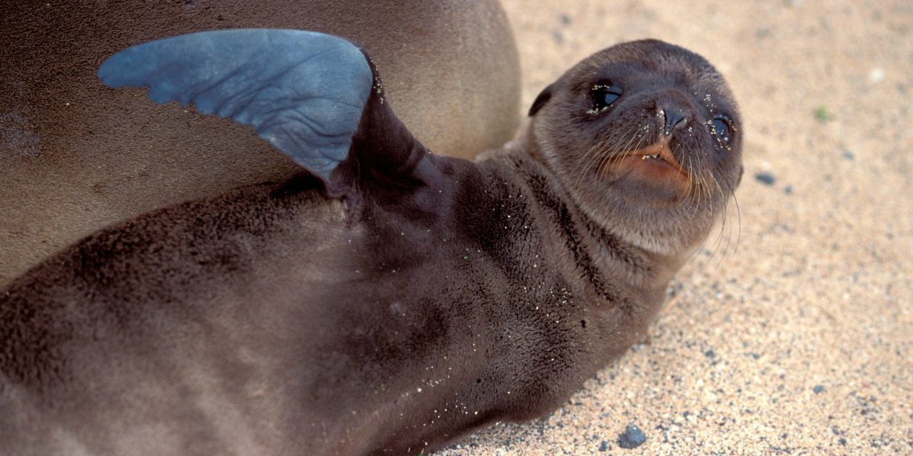When to see Baby Animals in the Galapagos