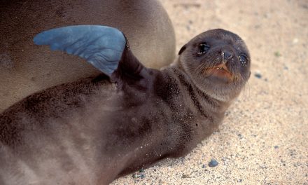 When to see Baby Animals in the Galapagos