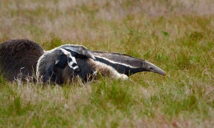 Traveler Story: The Pantanal’s Wonders in Photos