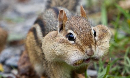 Wildlife Photo of the Week: Stuffed