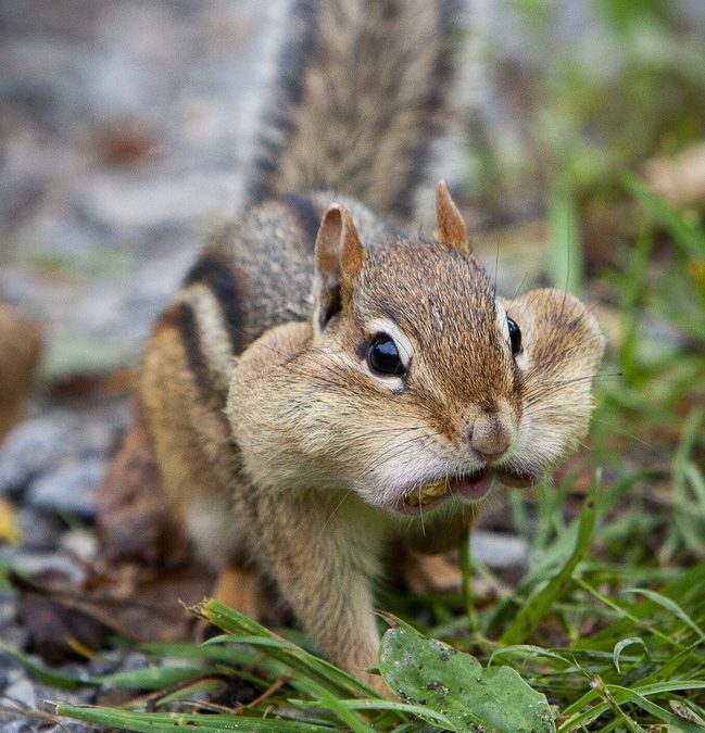 Wildlife Photo of the Week: Stuffed