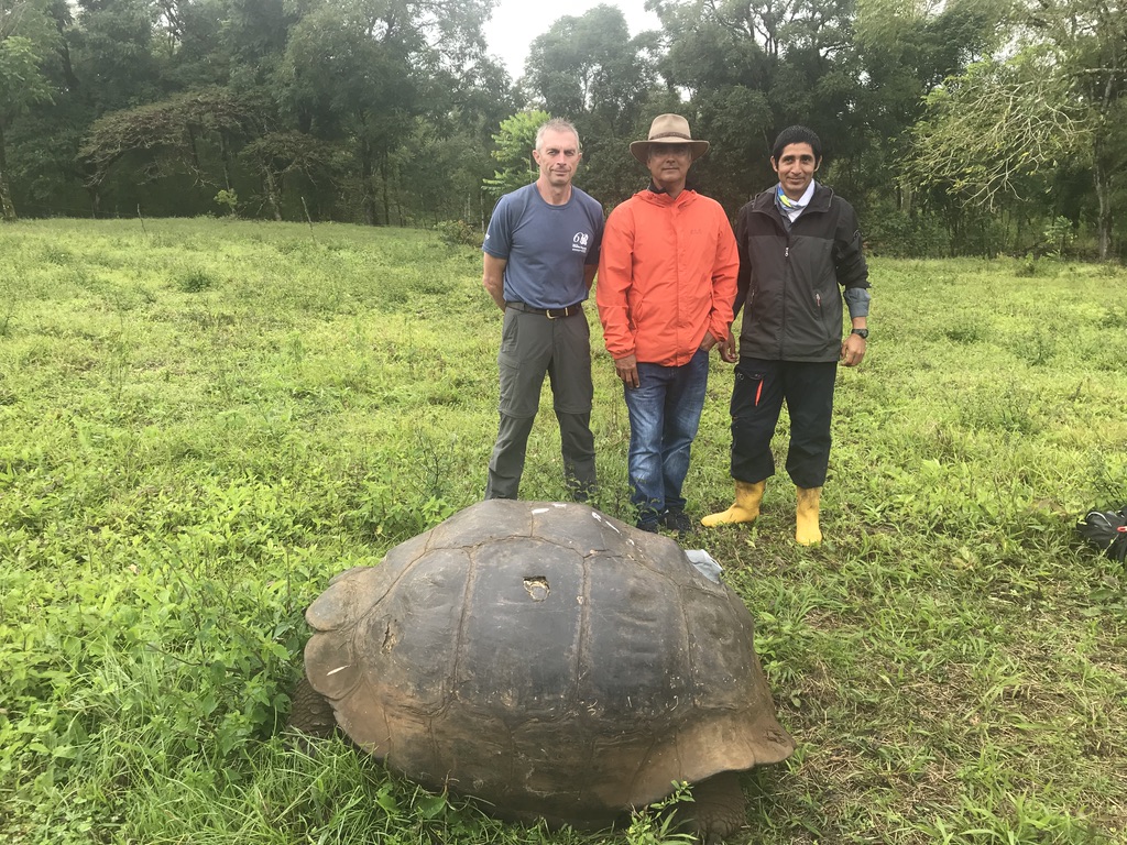 Tagging a male tortoise in the Galapagos.