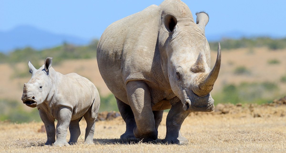 New Rhino Discovery Itinerary on  Secluded Botswana Safari