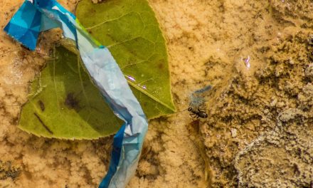 Watch: WWF Plastic Expert, Erin Simon, Answers Your Questions