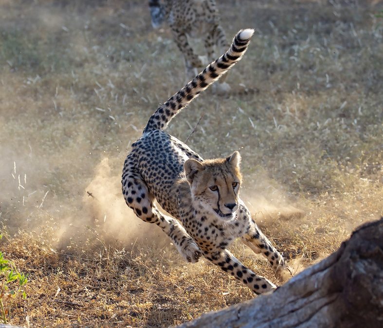 Wildlife Photo of the Week: Chasing Cheetah