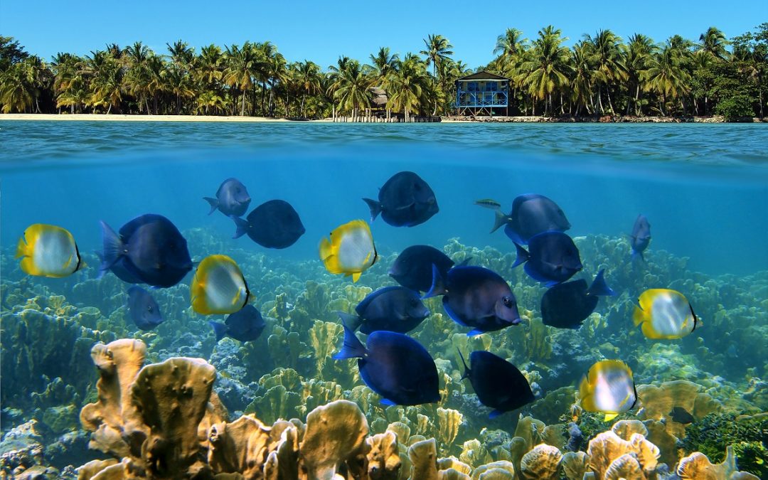 Belize’s Barrier Reef, One of the Best Snorkel Spots in the World