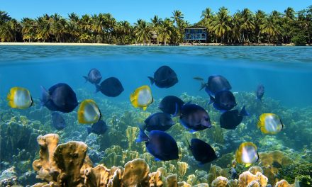 Belize’s Barrier Reef, One of the Best Snorkel Spots in the World