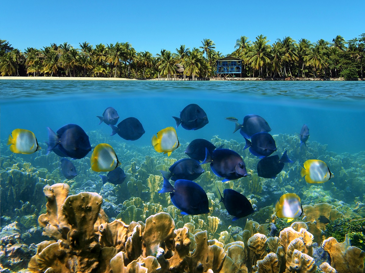 snorkeling in belize