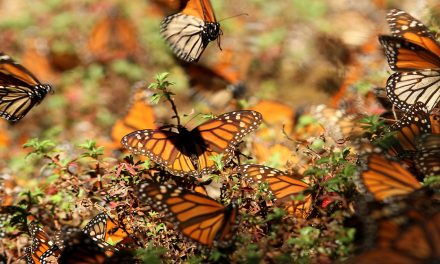 On Thanksgiving 2019, Counting Bounty in Butterflies