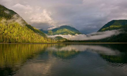 See Three of the World’s Most Beautiful Forests on Natural Habitat Adventures Tours