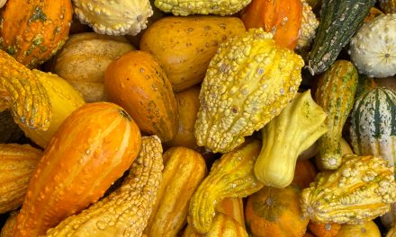 “Home for the Holidays” and Other Travel Conundrums