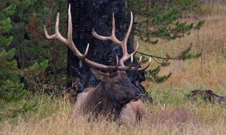 Elk Use Changing Environmental Signs to Time Migrations