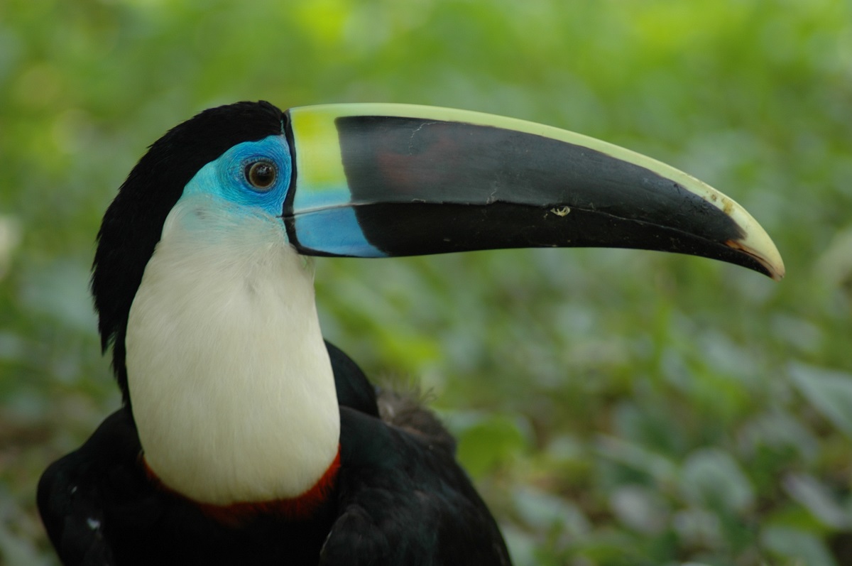 The white-throated toucan is known for its distinctive far-carrying series of loud yelps that are a common sound in Amazonian humid lowland forests.