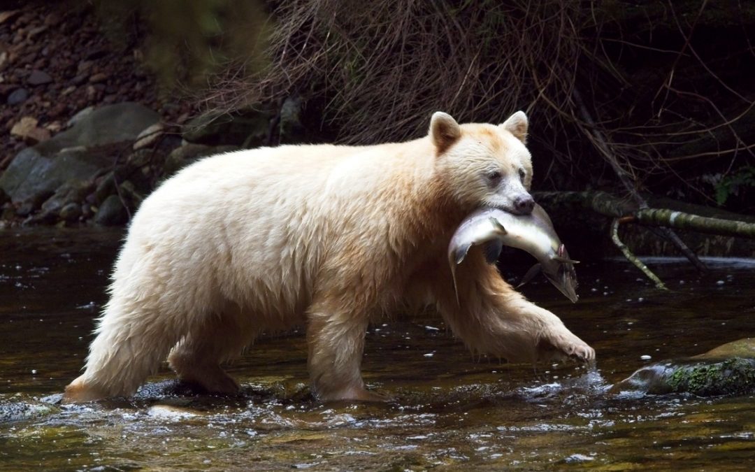 Wildlife Photo of the Week: Spirit Bear