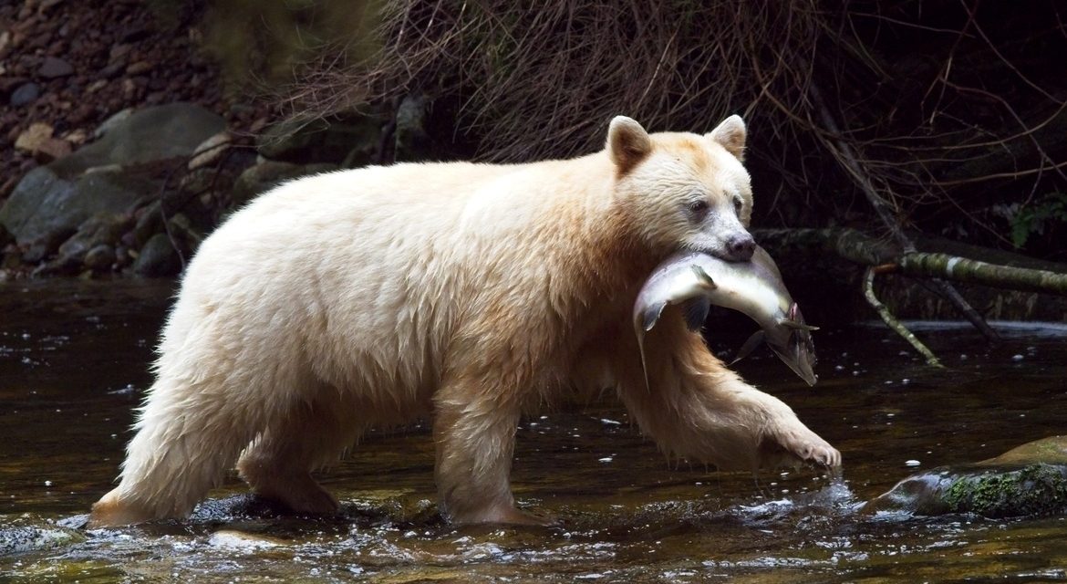 Wildlife Photo of the Week: Spirit Bear