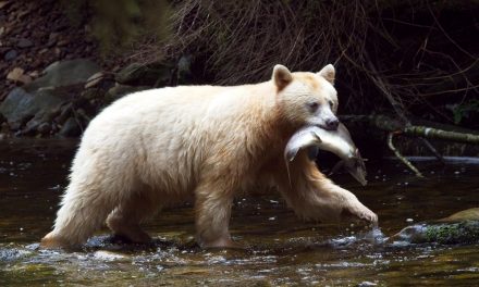 Wildlife Photo of the Week: Spirit Bear