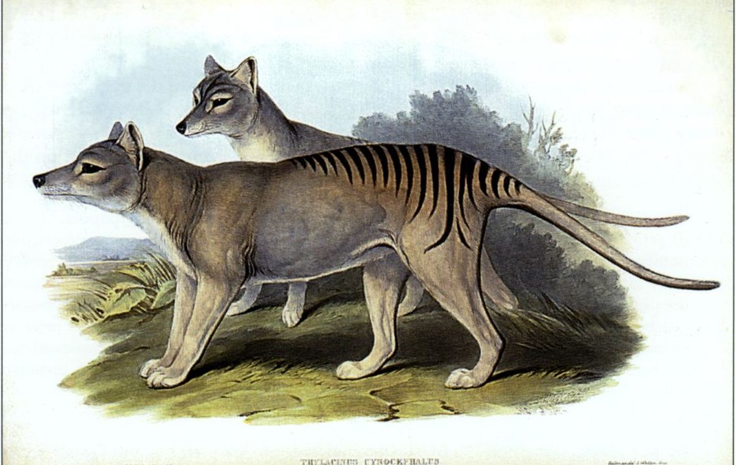 Tasmanian Tiger: Alive or Extinct?