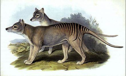Tasmanian Tiger: Alive or Extinct?