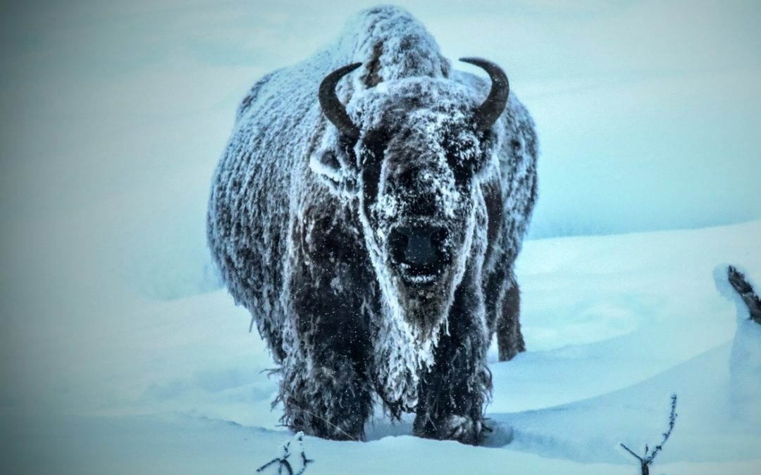 Wildlife Photo of the Week: Winter in Yellowstone