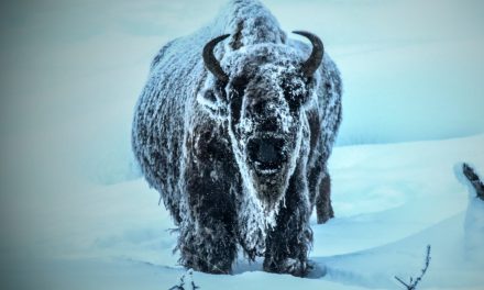 Wildlife Photo of the Week: Winter in Yellowstone