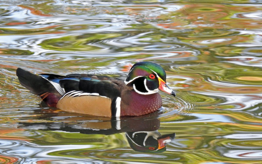 Wildlife Photo of the Week: Wood Duck