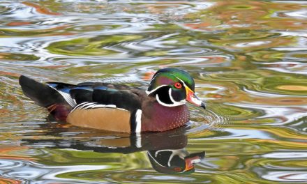 Wildlife Photo of the Week: Wood Duck
