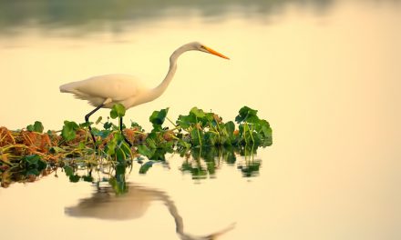 Wildlife Photo of the Week: Inspection