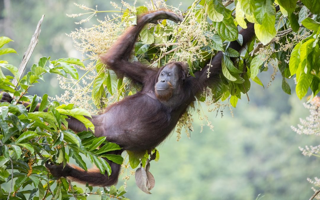 My Biggest Concern for the Future of Life on Earth