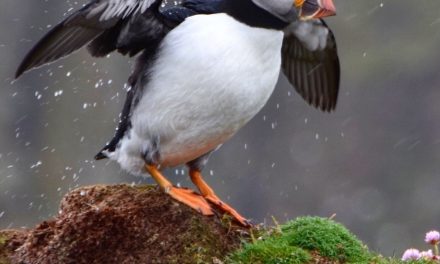 Wildlife Photo of the Week: Rainy Day
