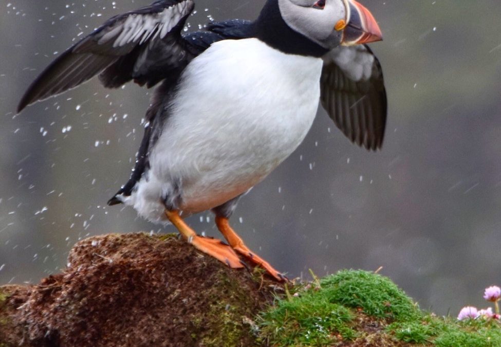 Wildlife Photo of the Week: Rainy Day